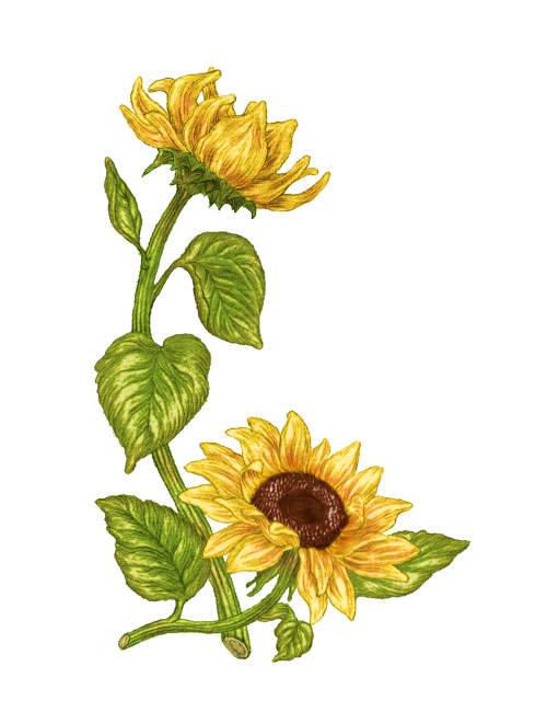 100% Virgin Sunflower oil by Christophe Hay**