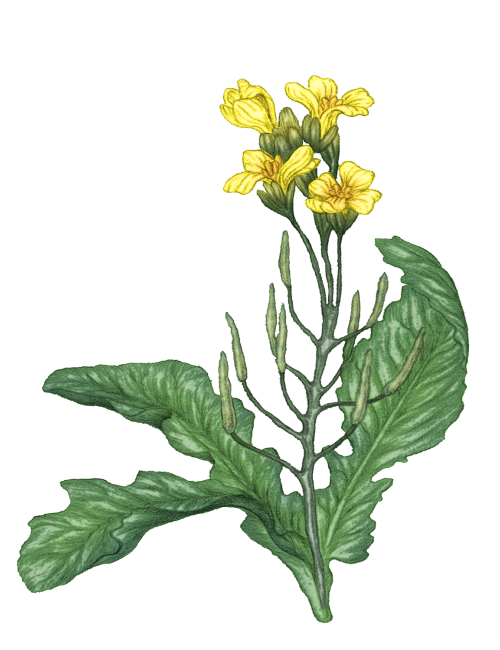 100% virgin French Rapeseed oil by Christophe Hay**