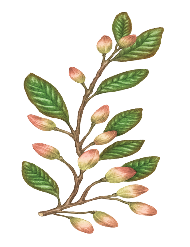 80% Virgin Pistachio oil