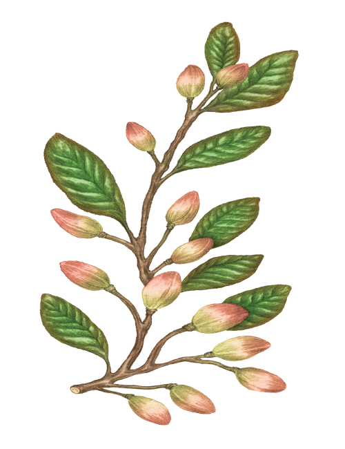 80% Virgin Pistachio oil