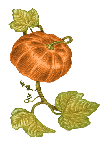 Huile de Pépin de Courge 100% vierge
