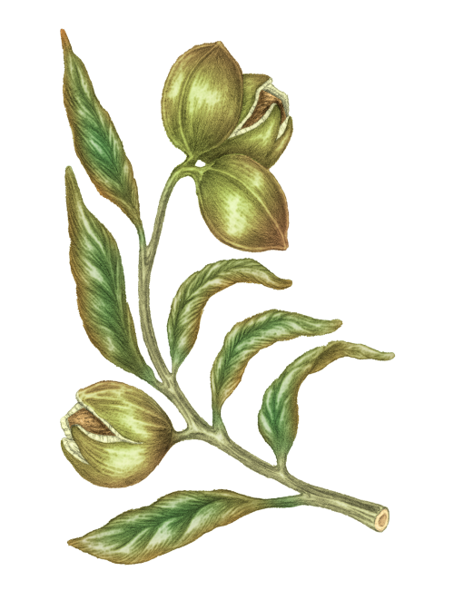 100% Virgin Pecan Oil