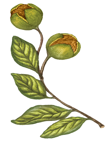 50% Virgin Walnut Oil
