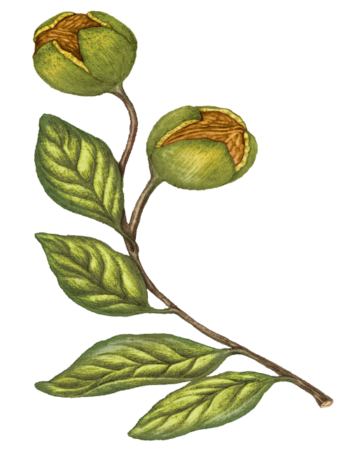 50% Virgin Walnut Oil