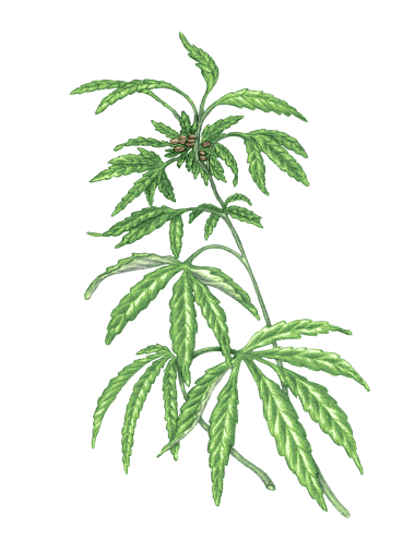 100% Virgin French Hempseed Oil