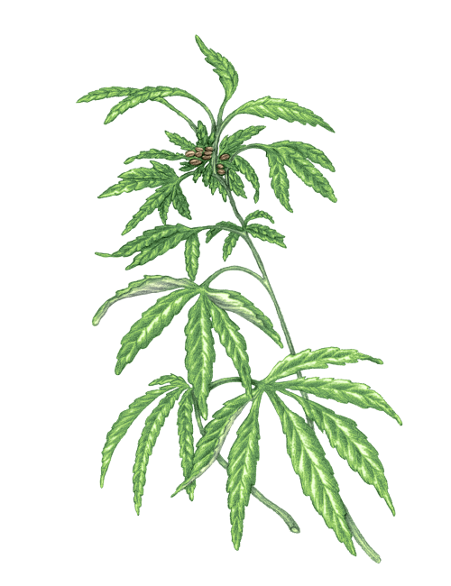 100% Virgin French Hempseed Oil