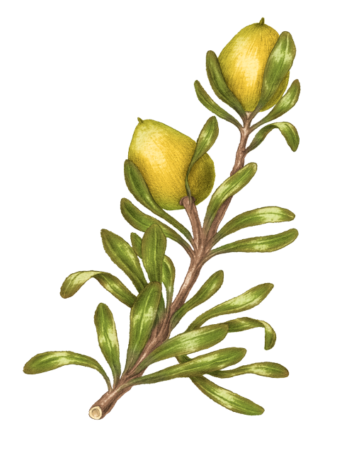 Huile d'Argan 100% vierge