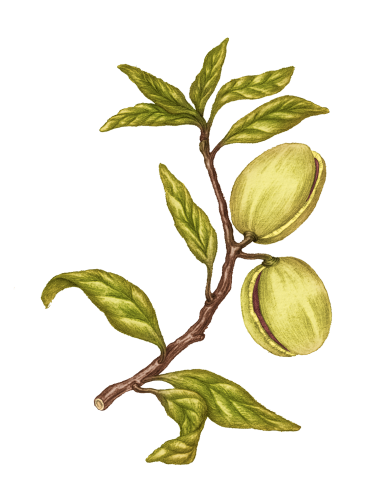 100% Virgin French Almond Oil