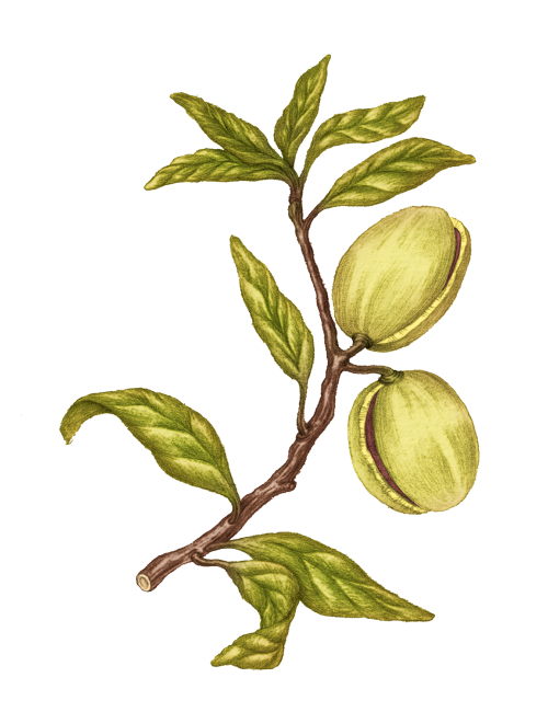 70% Virgin Almond Oil