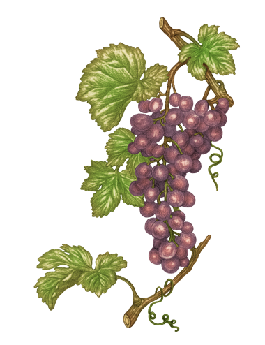 Huile de Pépin de Raisin aromatisée à la truffe