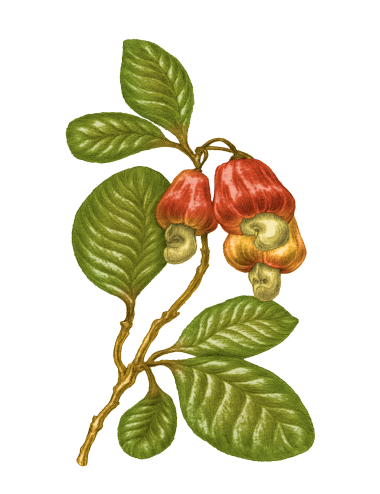 100% Virgin Cashew Nut Oil