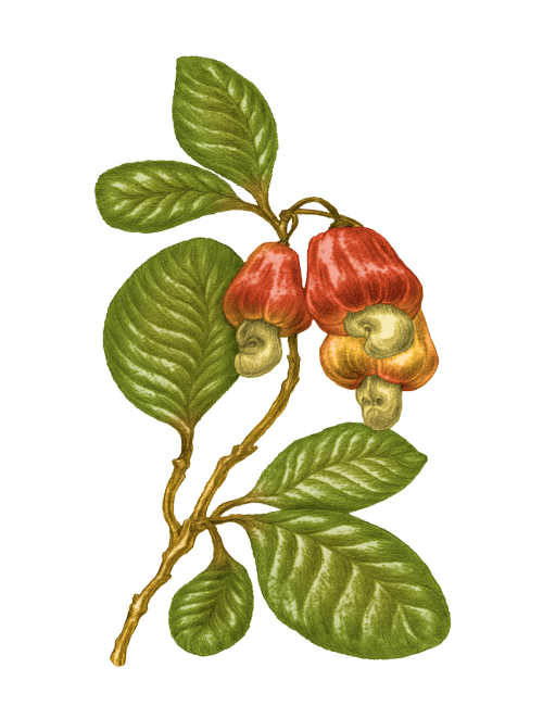 100% Virgin Cashew Nut Oil