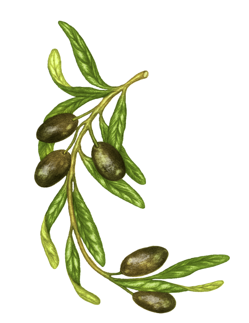 100% Virgin French Olive Oil - Tanche variety