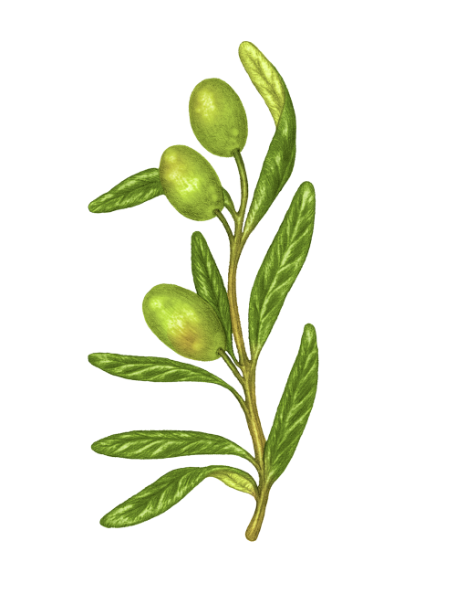 100% Virgin French Olive Oil - Aglandau variety