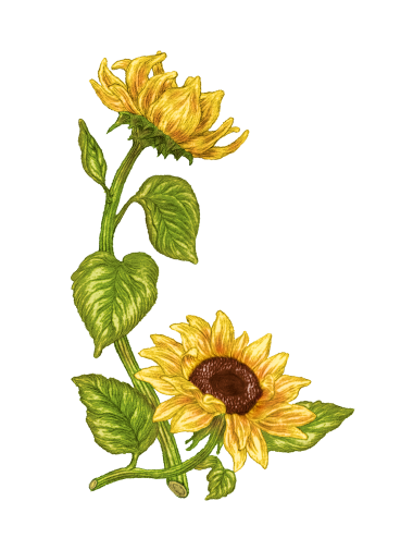 Huile de Tournesol 1L