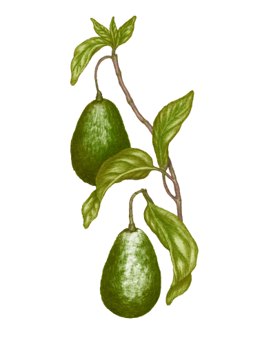 Huile d'Avocat 100% vierge