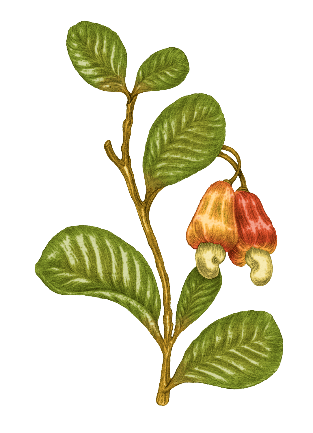 Noix de cajou