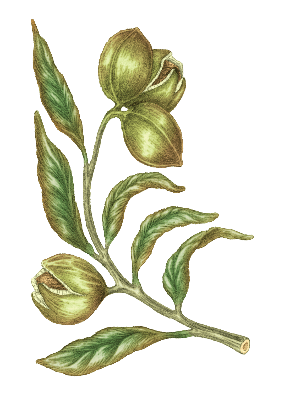 Noix de pécan
