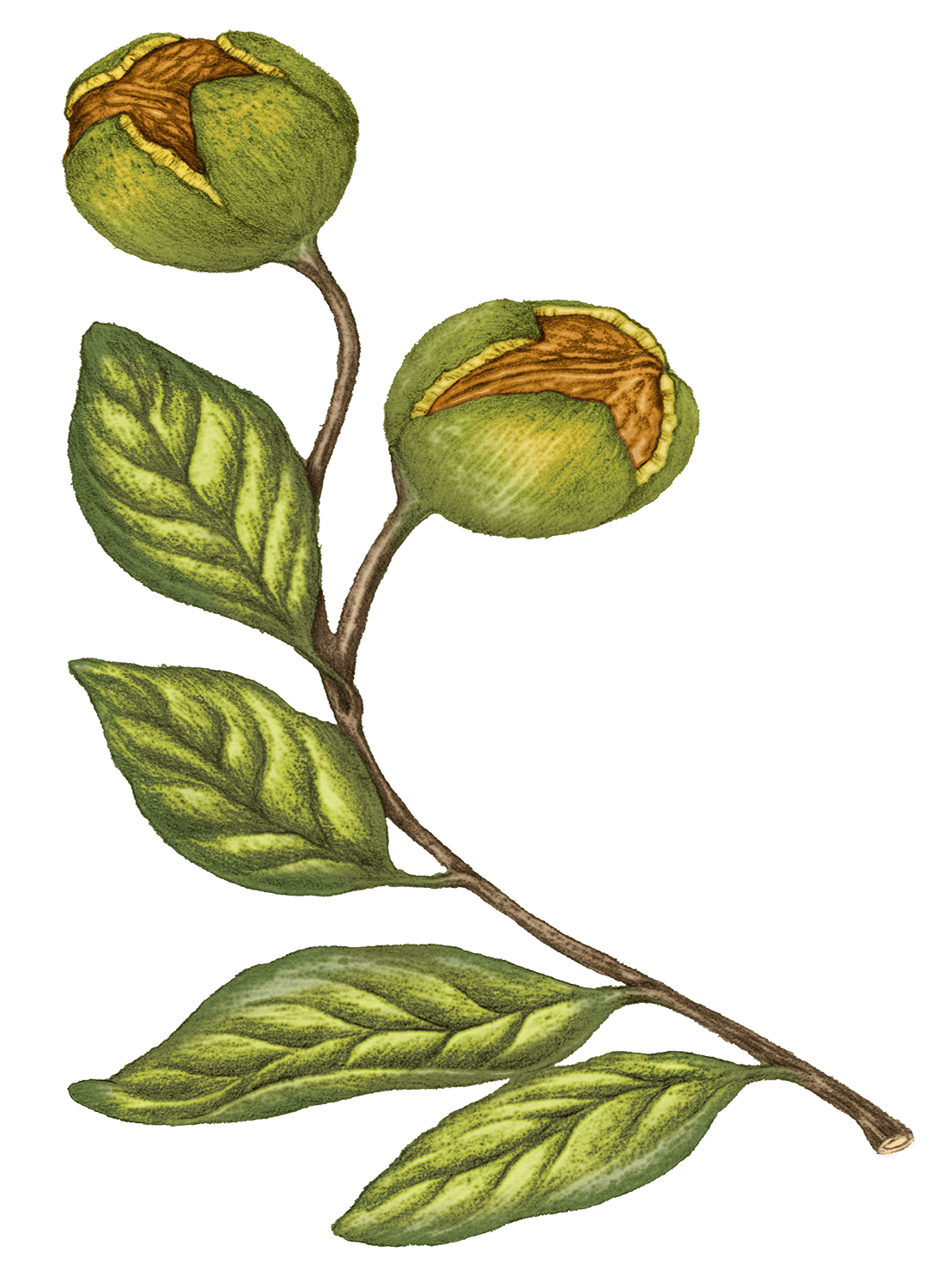 Noix