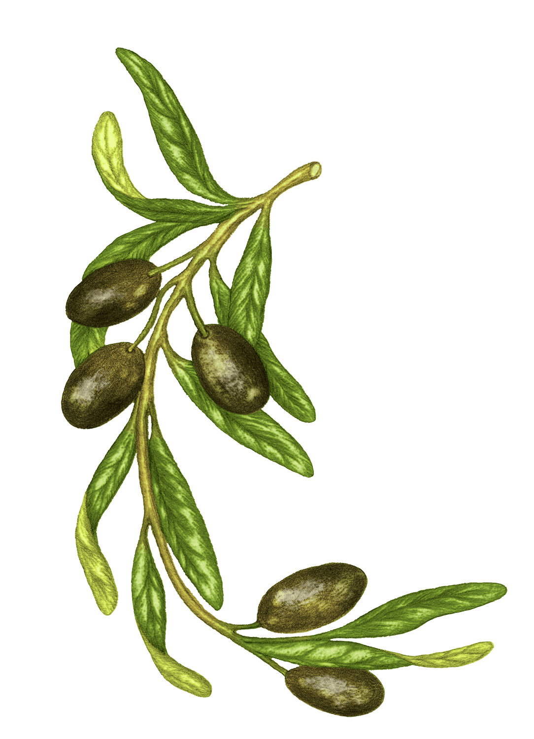 Olive Tanche