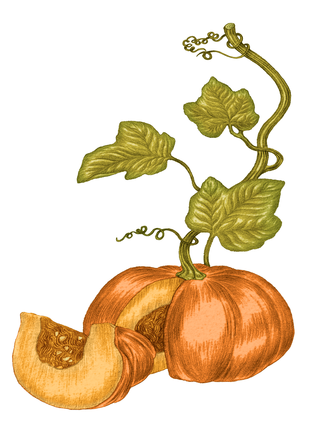 Pépin de courge
