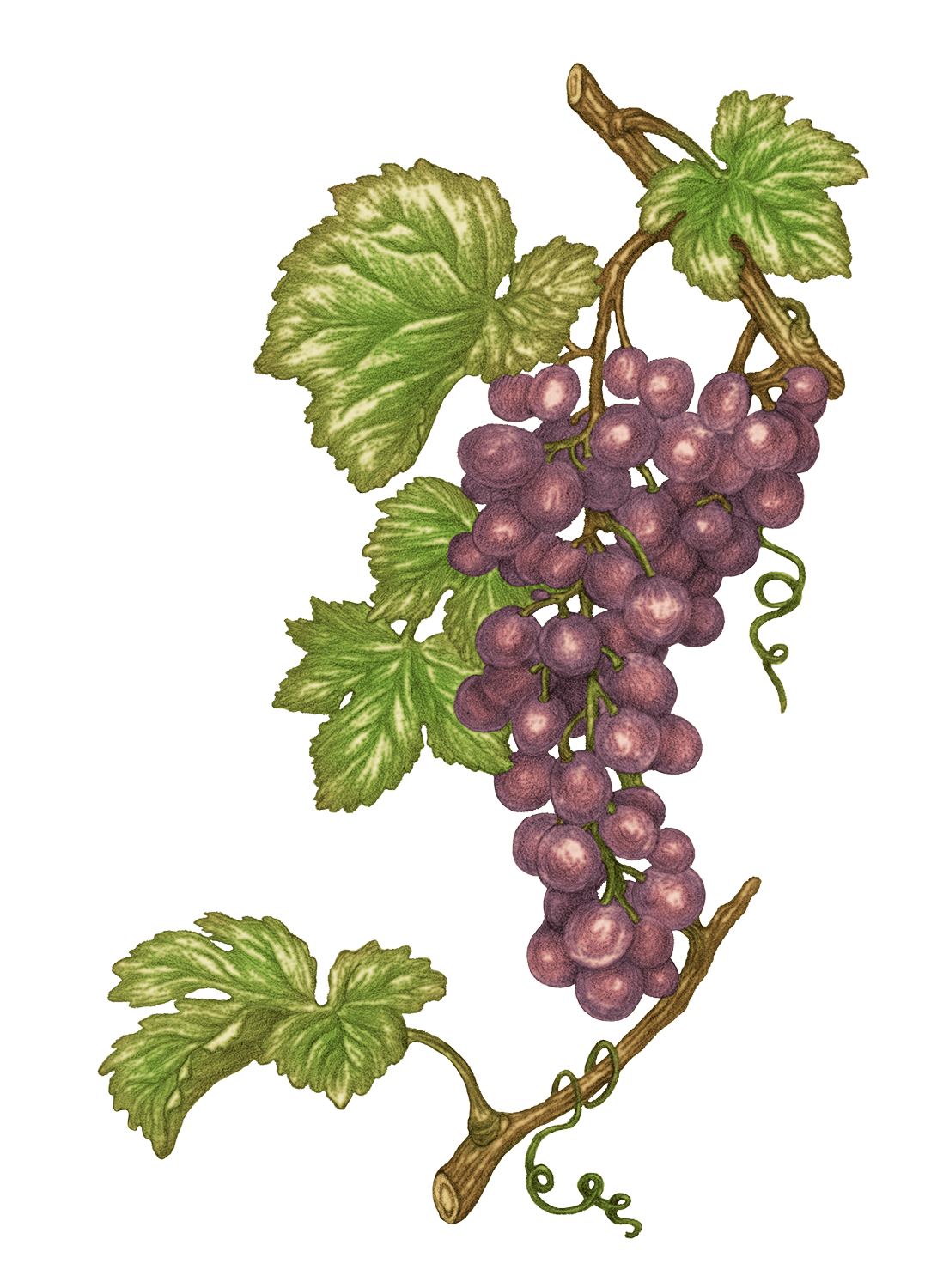 Olive Tanche
