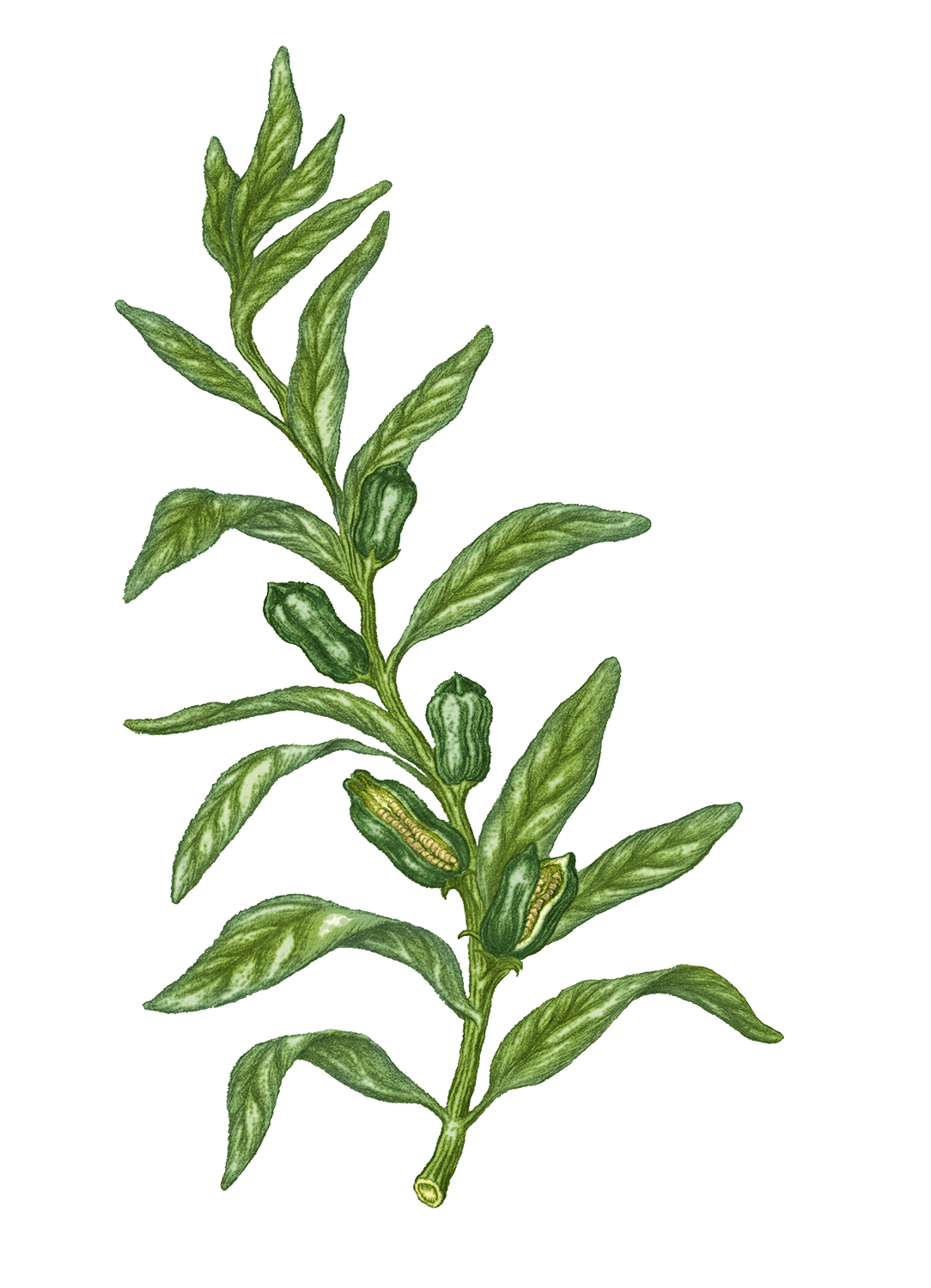 Olive Tanche