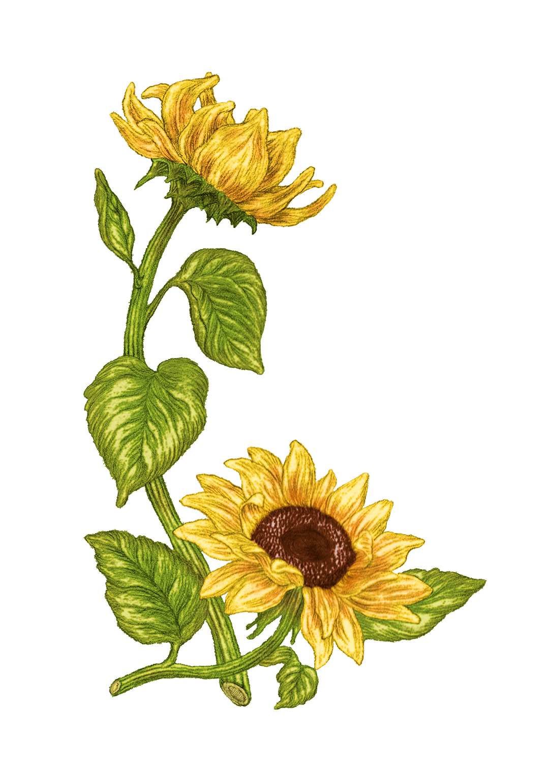 Tournesol