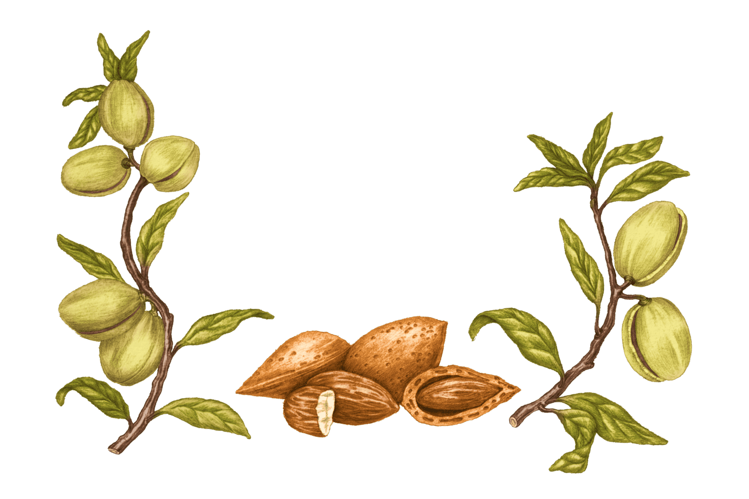 Illustration Amande