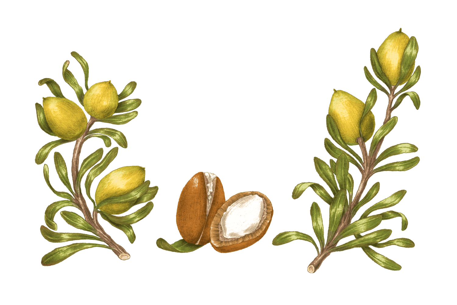 Illustration Argan