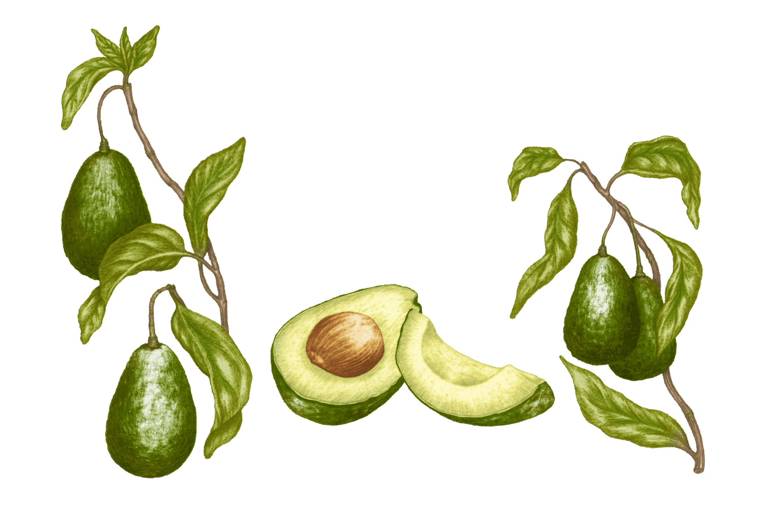 Illustration Avocat