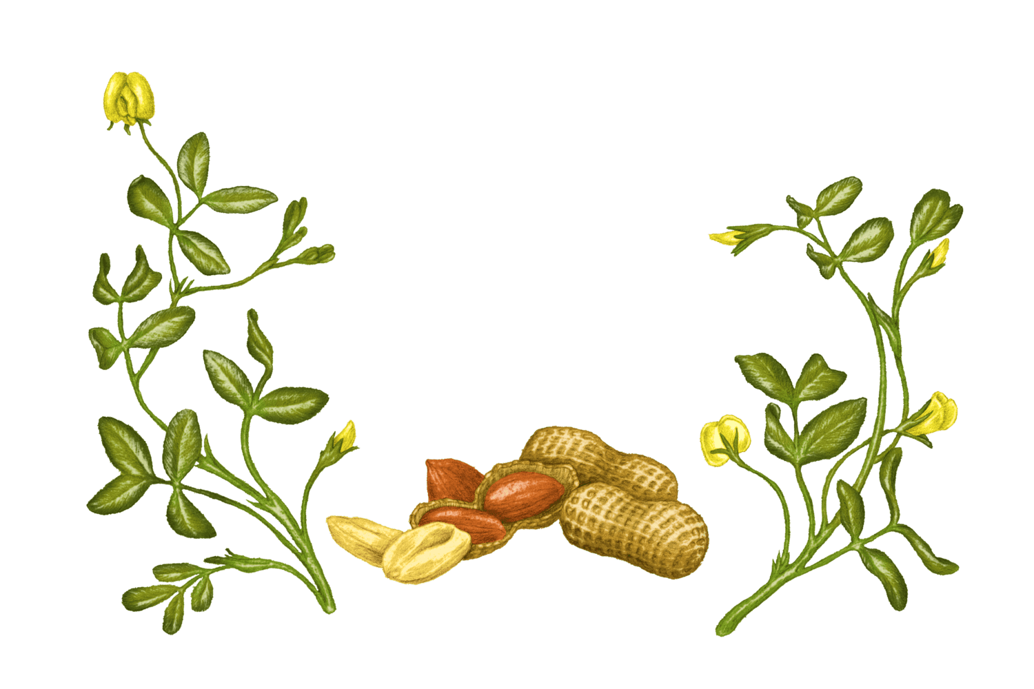 Illustration Cacahuète