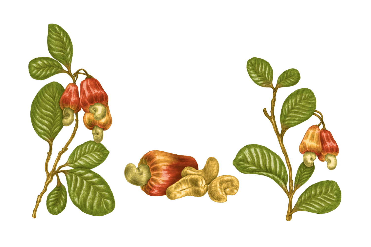 Illustration Cajou