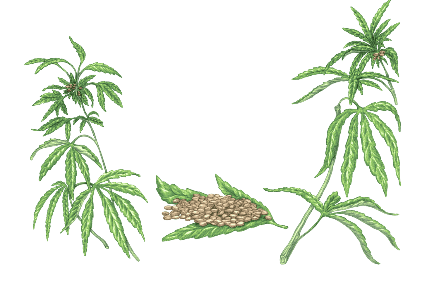 Illustration Chanvre