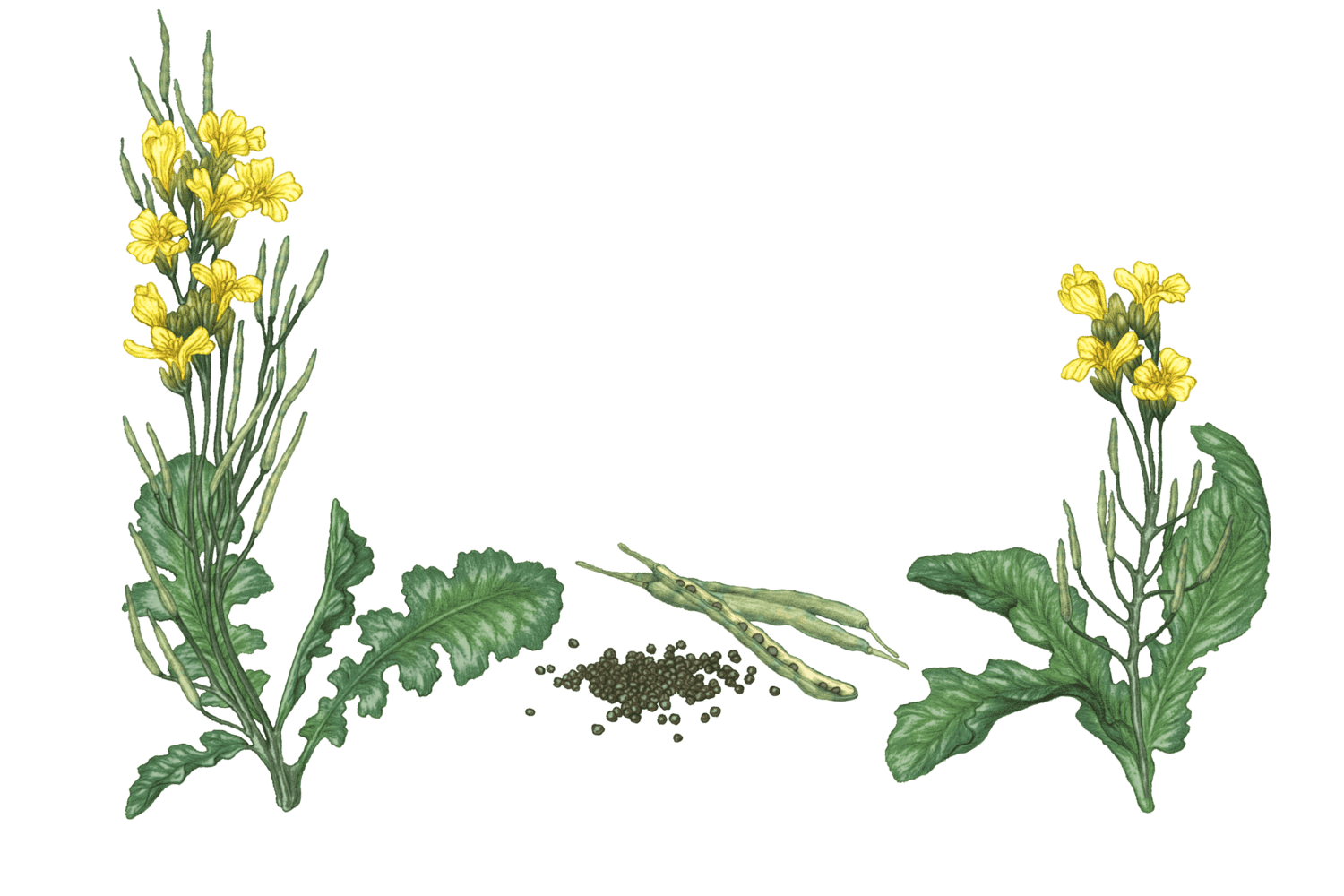 Illustration Colza