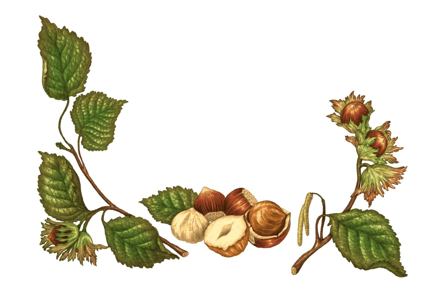 Illustration Noisettes