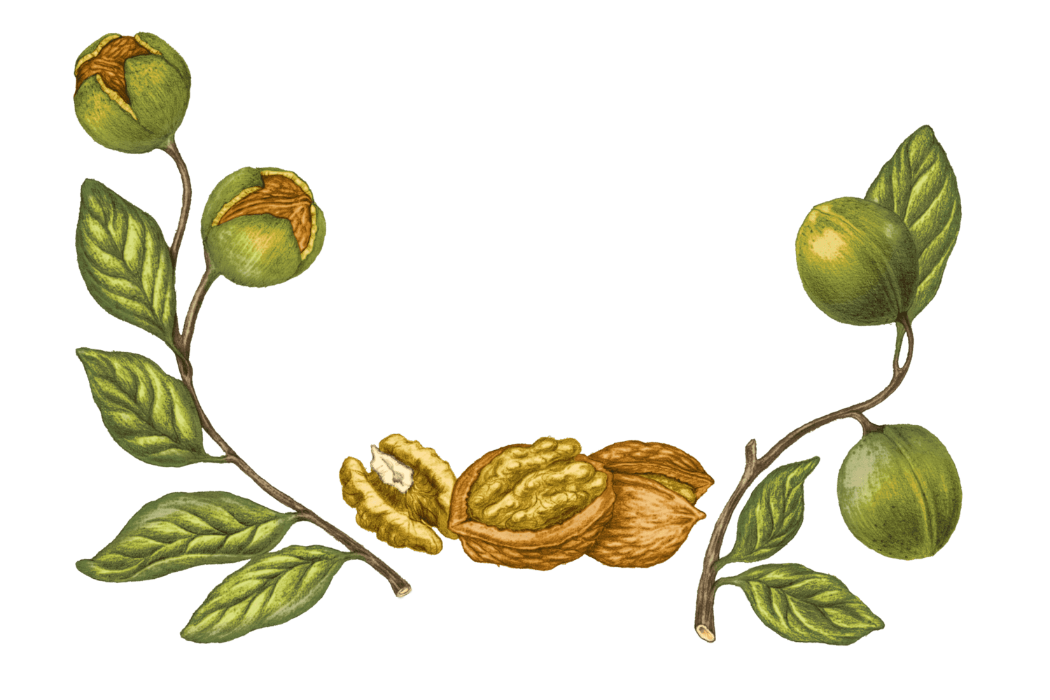 Illustration Noix