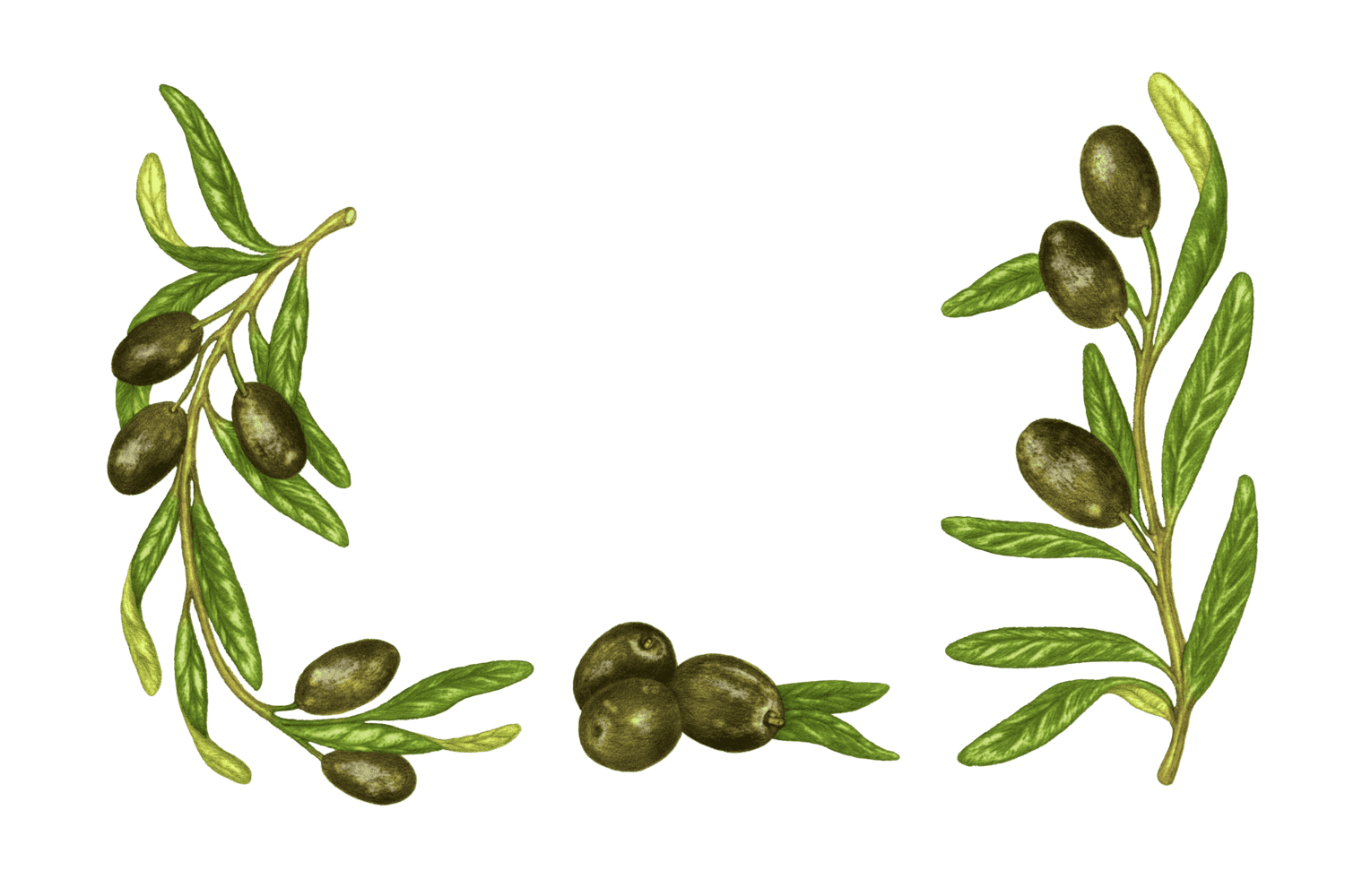 Illustration Olive noire
