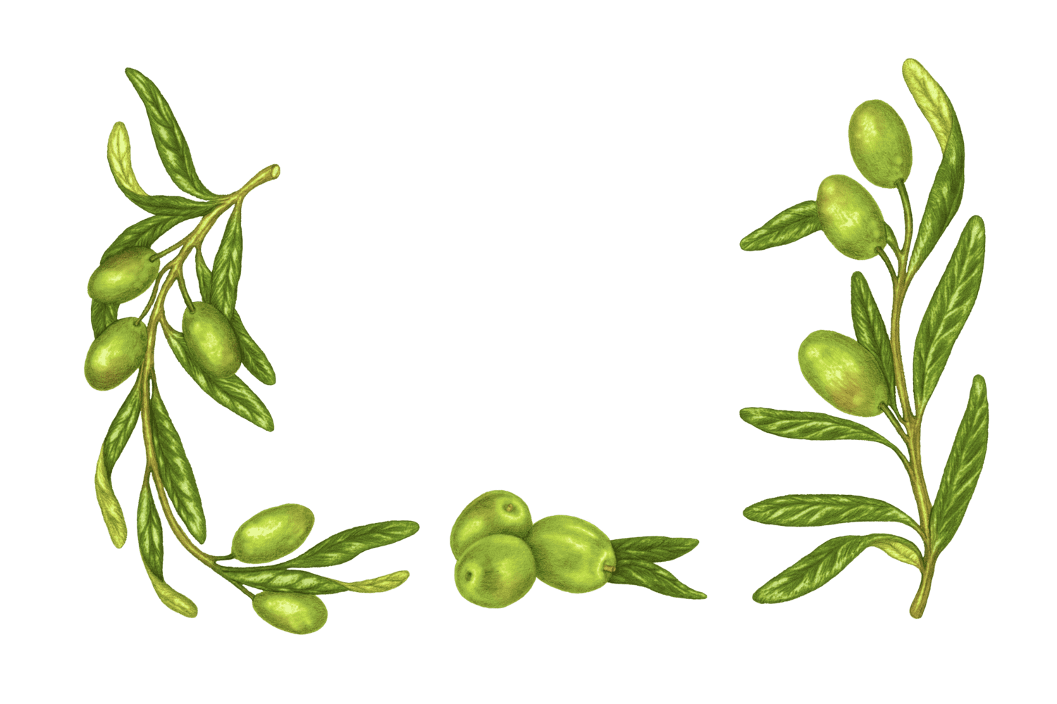 Illustration Olive verte