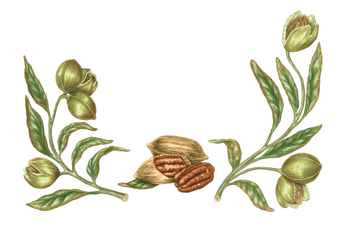 Illustration Noix de Pécan