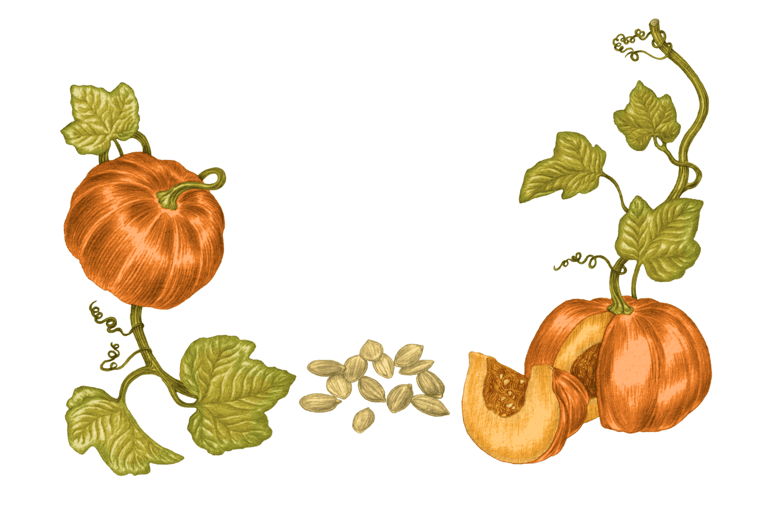 Illustration Tournesol