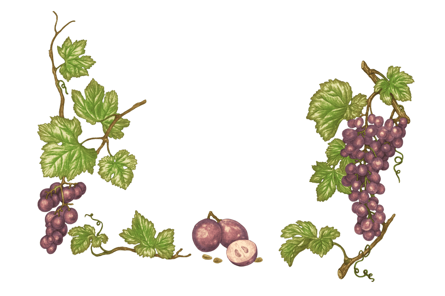 Illustration Raisin