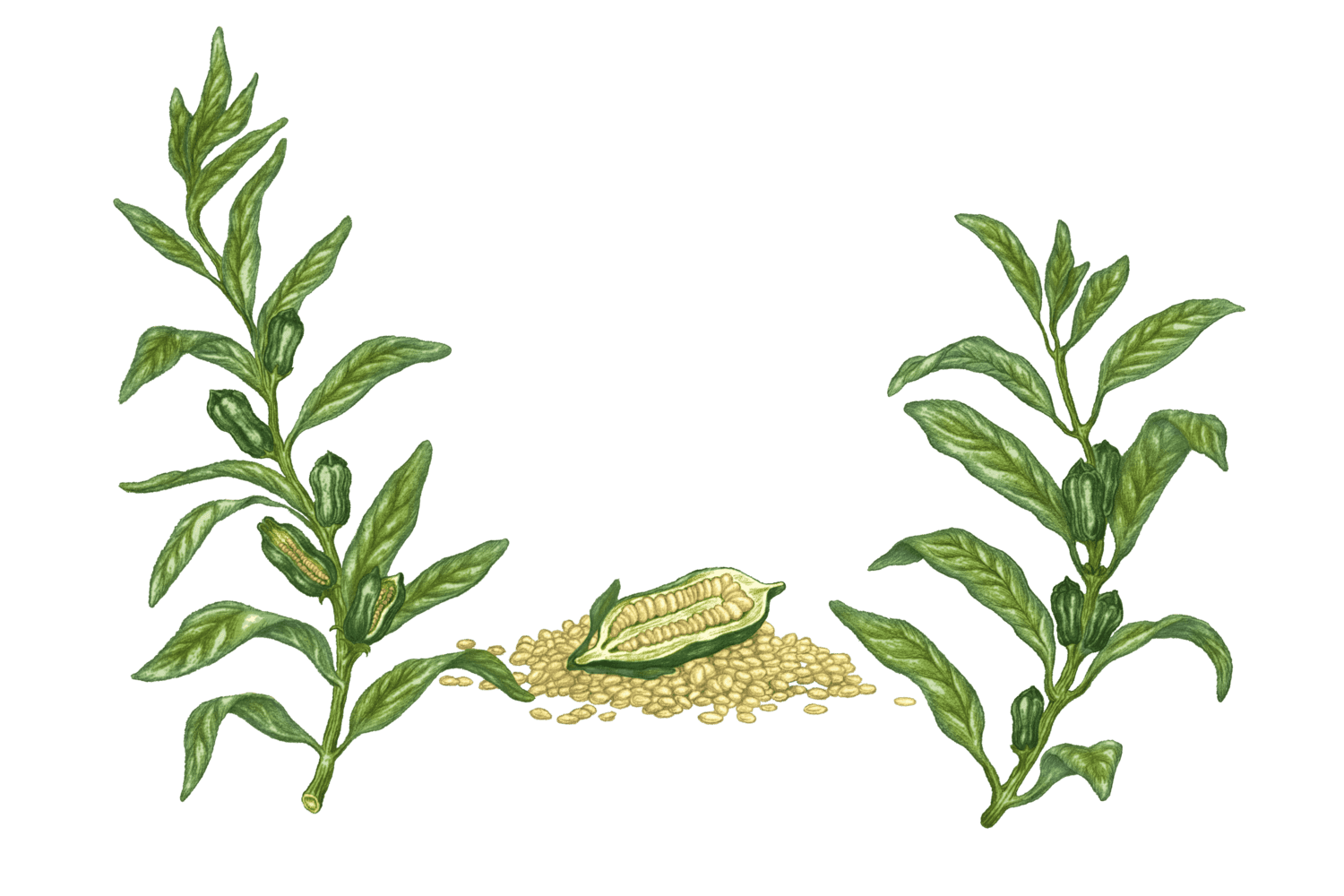 Illustration Sésame