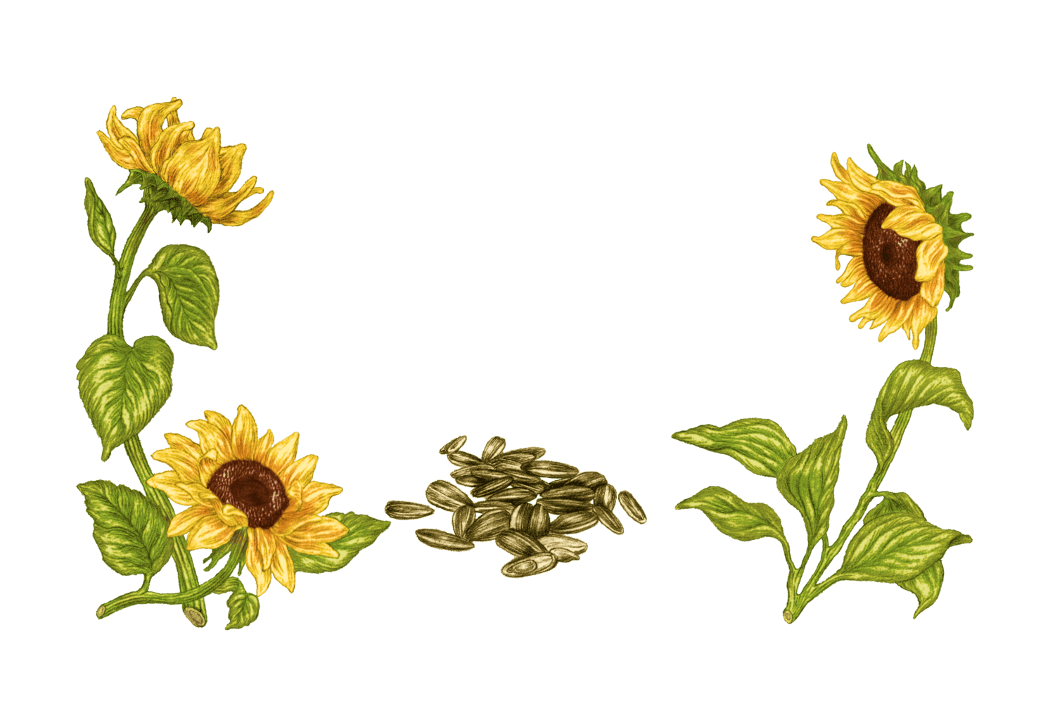 Illustration Tournesol