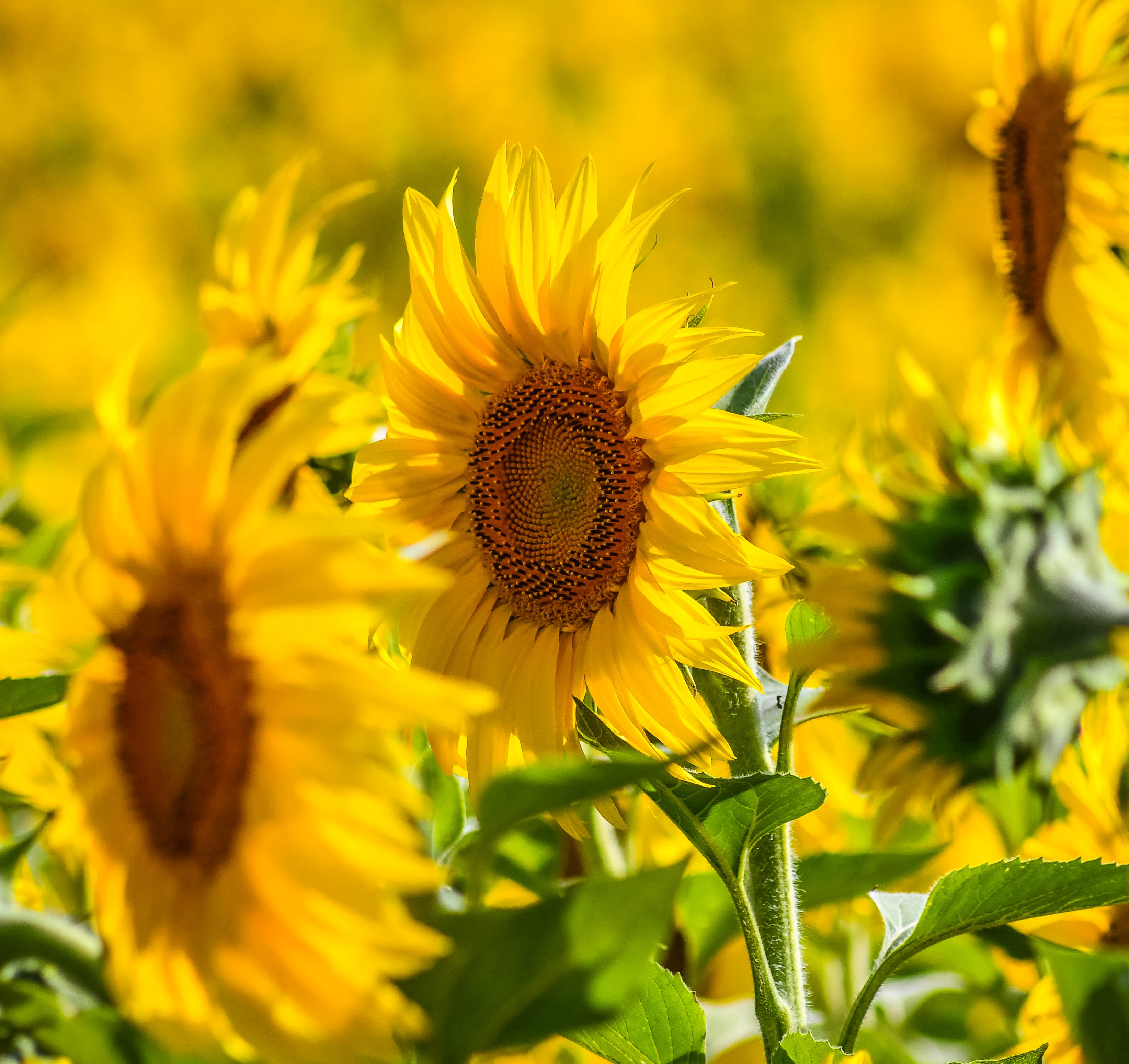 Tournesol