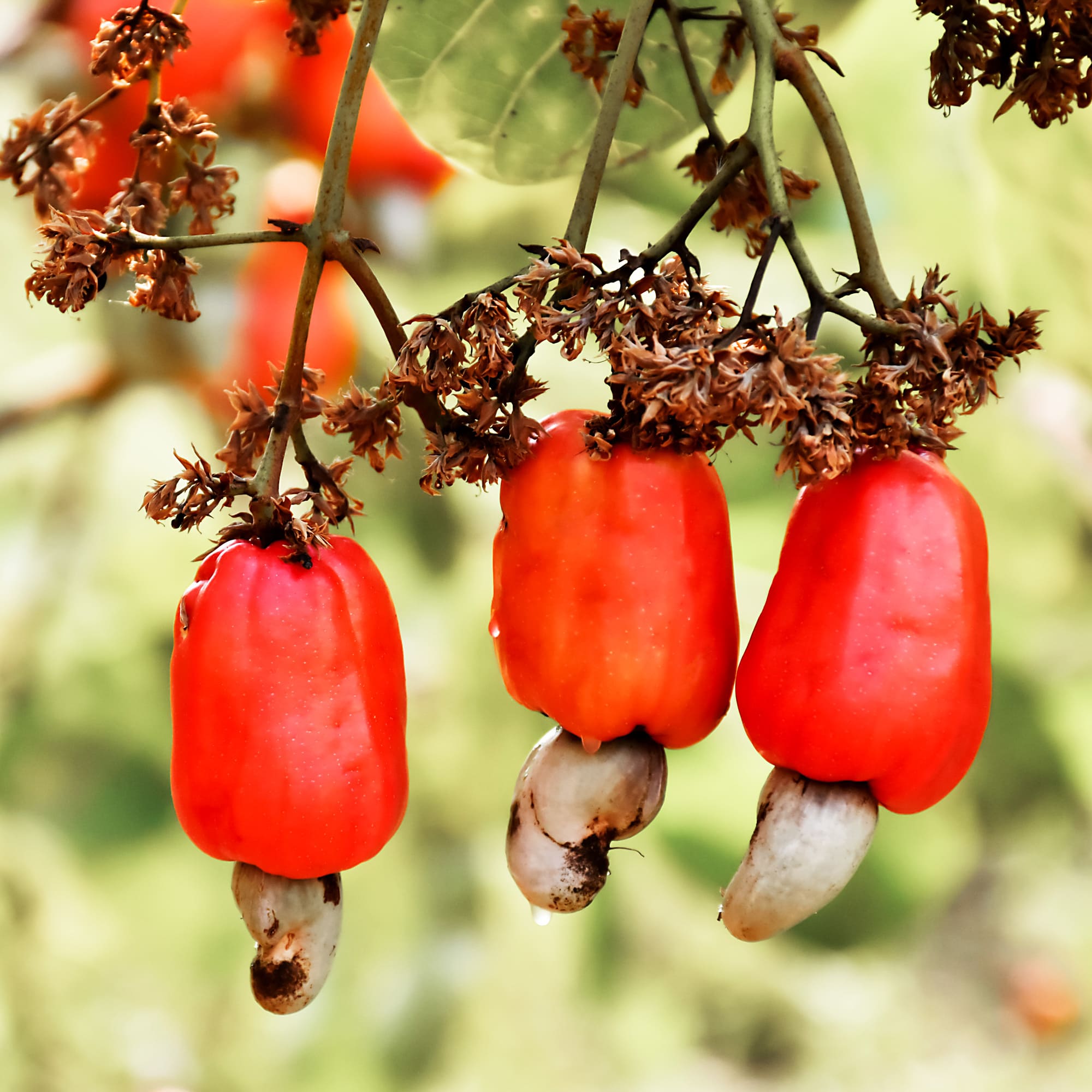 Fruit de la noix de cajou