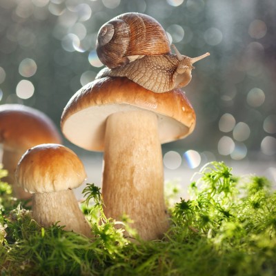 Secrets of successful mushroom hunting !